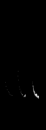 Fig. 19.—‘Staircase Effect’ in Plant