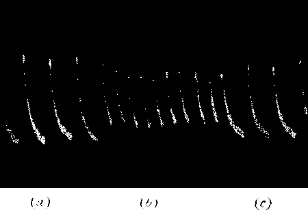 Fig. 20.—Record Showing Diminution of Response when Sufficient Time is not Allowed for Full Recovery