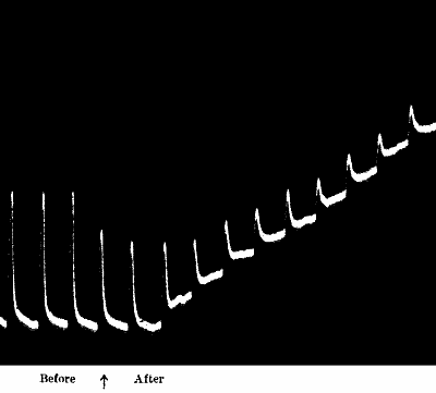 Fig. 44.—Effect of Chloroform on Responses of Carrot