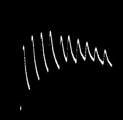 Fig. 71.—Fatigue Shown by Tin Wire which had been Continuously Stimulated for Several Days