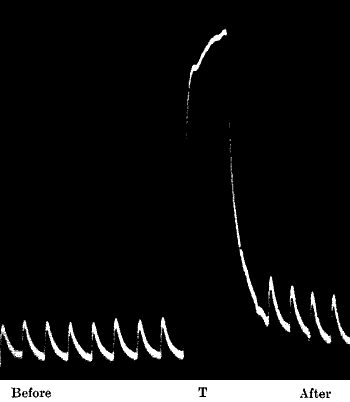 Fig. 81.—Enhanced Response in Tin After Continuous Stimulation T