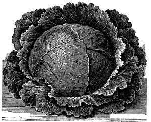 Vandergaw Cabbage.