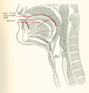 tongue