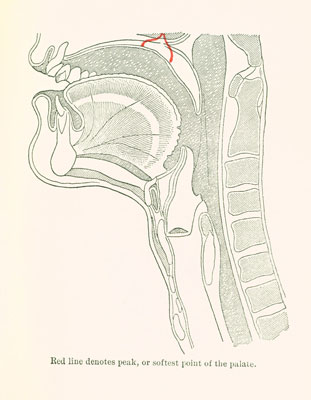 softest point of palate