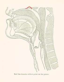 softest point on palate