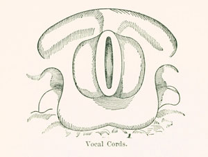 vocal cords