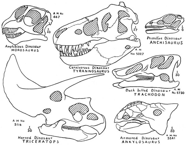 Fig. 7.: Skulls of Dinosaurs, illustrating the principal types Anchisaurus after Marsh, the others from American Museum specimens.