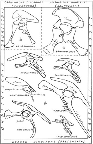 Fig. 9.: Pelves of Dinosaurs illustrating the two chief types (Saurischia, Ornithischia) and their variations.