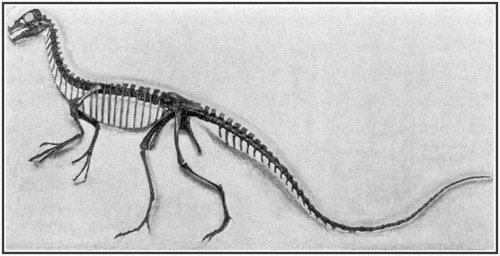 Fig. 17.: Skeleton of Ornitholestes a small carnivorous dinosaur of the Jurassic period.