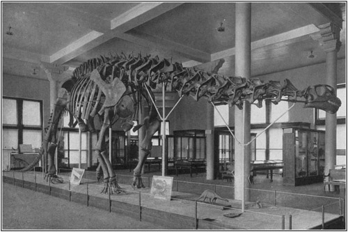 Fig. 19.: Mounted Skeleton of Brontosaurus in the American Museum.