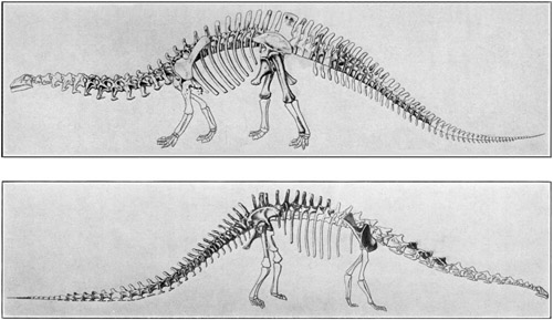 Fig. 20.: Skeletons of Brontosaurus (above) and Diplodocus (below) in the American Museum.