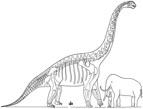 Fig. 24.: The Largest Known Dinosaur. Sketch reconstruction of Brachiosaurus, from specimens in the Field Museum in Chicago, and the Natural History Museum in Berlin.