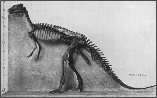 Fig. 26.: Skeleton of Camptosaurus, an American relative of the Iguanodon.