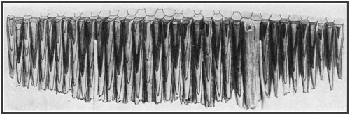 Fig. 27.: Teeth of the duck-billed dinosaur Trachodon.