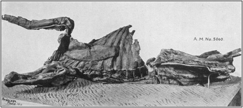 Fig. 30.: The Dinosaur Mummy. Skeleton of a Trachodon preserving the skin impressions over a large part of the body.