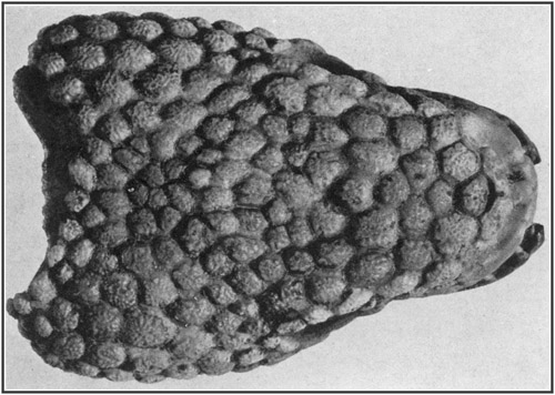 Fig. 33.: Skull of Gila Monster (Heloderma), for comparison of surface with skin impressions of Trachodon.