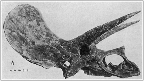 Fig. 38.: Skull of Triceratops from the Lance formation in Wyoming.