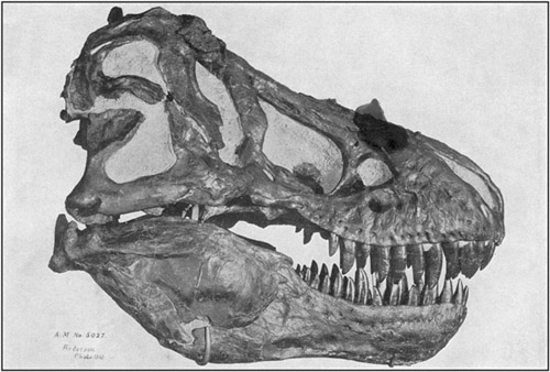 SKULL OF THE GREAT CARNIVOROUS DINOSAUR TYRANNOSAURUS IN THE AMERICAN MUSEUM.