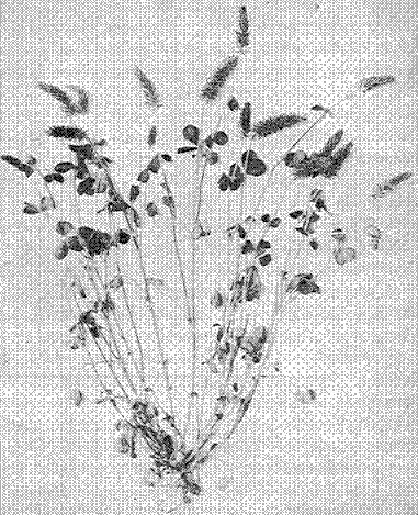 Fig. 6. Crimson Clover (Trifolium incarnatum)