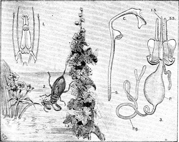 1. Water-bug's Lancet (much magnified). 2. Water-bug. 3. Sting of Bee and Poison-dart (both much magnified).