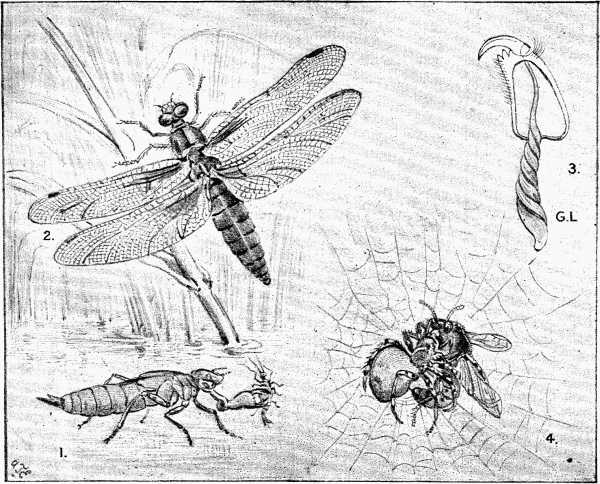 1. Young Dragon-Fly and "Mask" (magnified). 2. Dragon-fly. 3. Poison Gland of Spider (much magnified). 4. Spider and Bee Fighting.