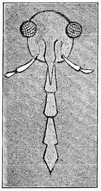 Fig. 1.—Head of Insect with eyes at side (greatly magnified).