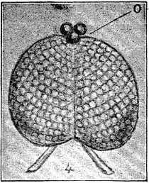 Fig. 4.—Eye of Bibio Fly. 'Ocelli' at O (greatly magnified).