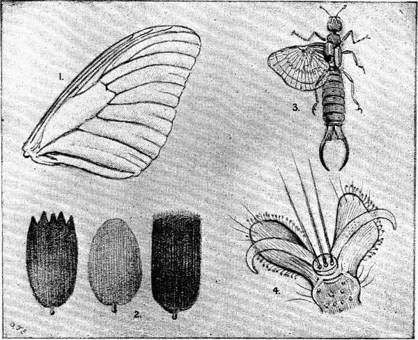 1. Butterfly's Wing (magnified). 2. Scales from Butterfly's Wing (greatly magnified). 3. Earwig (magnified): one wing folded, the other open. 4. Foot of Fly (greatly magnified).