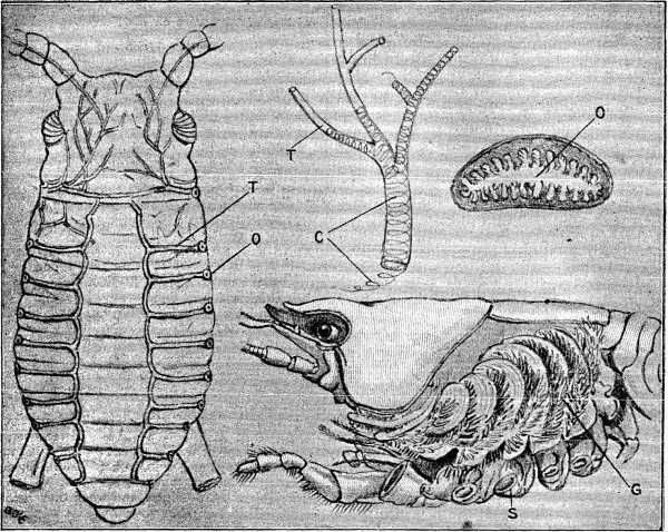 Fig. 1.—Aphis, showing "Tracheæ" (greatly magnified).  Fig. 2.—"Tracheal Filaments" of Aphis (greatly magnified).  Fig. 3.—"Spiracles" of Water Beetle (greatly magnified).  Fig. 4.—Section of Crayfish, showing gills (magnified).