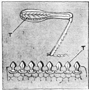 Fig. 1.—Above, leg of American Grasshopper, magnified; musical instrument at T. Below, musical instrument of American Grasshopper, greatly magnified.