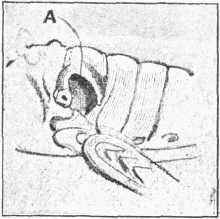 Fig. 2.—Ear of Grasshopper, drum at A, greatly magnified.