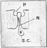 Fig. 6.—Section of "leaf" of Cockchafer's Antenna, greatly magnified.