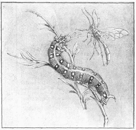 Fig. 5.—Caterpillar of Spurge-hawk Moth fighting Ichneumon Fly.