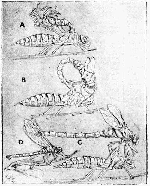 Fig. 1.—Dragon-fly moulting.