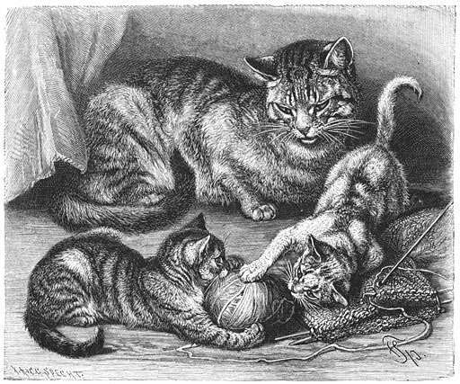 Huiskat (Felis maniculata domestica). ⅕ v. d. ware grootte.