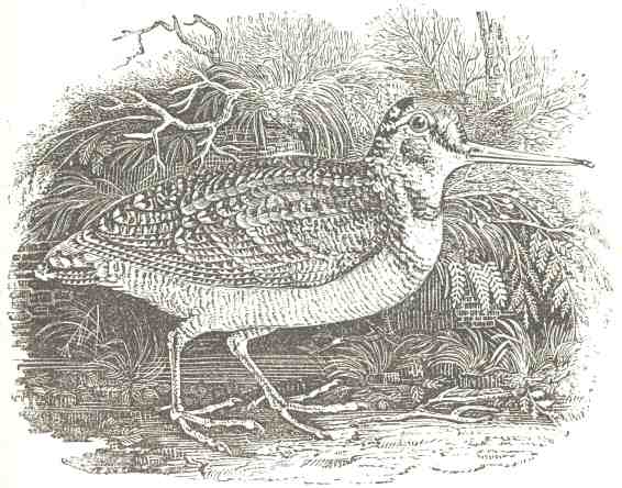 “The Woodcock.”  From Jackson & Chatto’s “History of Wood-Engraving,” 1839.  Engraved, after T. Bewick, by John Jackson