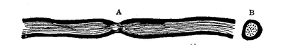 Fig. 7.--Longitudinal (A) and transverse (B) section of nerve fiber. The heavy border represents the medullary, or enveloping sheath, which becomes thicker in the larger fibers.—After Donaldson.