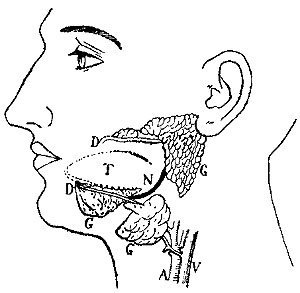 THE SALIVARY GLANDS