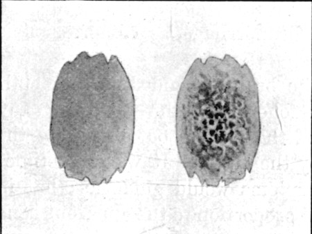 Fig. 71.