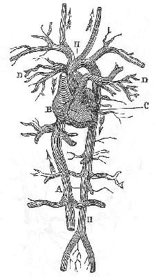 Fig. 14.