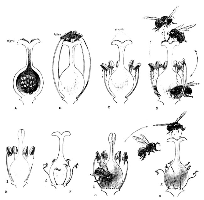 Fig. 3. Historical Series, Showing the Progress of Discovery of Flower Fertilization