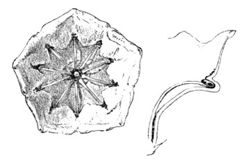 Elastic Stamens. Anthers Inserted in their Pockets