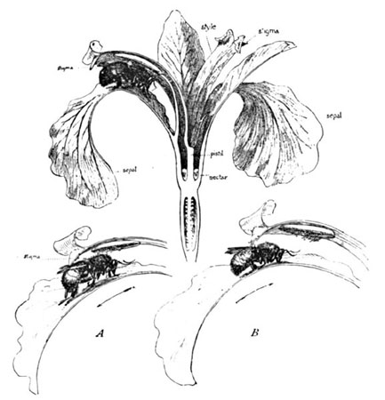 Fig. 7. Cross-fertilization of the Blue-flag