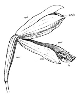 Fig. 14. Pogonia