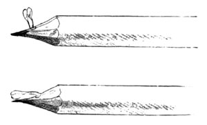 Fig. 9. Position of Pollen of Orchis Spectabilis Withdrawn on Pencil