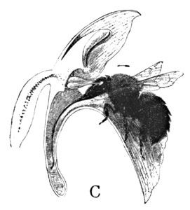 Fig. 10.  The Cross-fertilization of Orchis Spectabilis