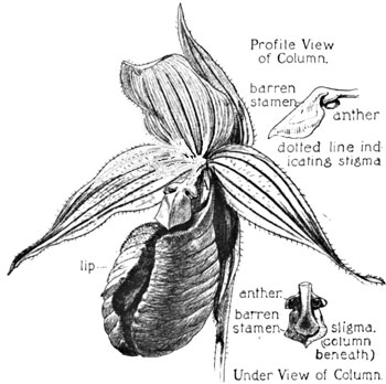 Fig. 16. Moccasin-flower (C. Acaule)