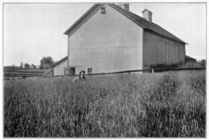 On the productive farm of Dr. W. I. Chamberlain, in Northern Ohio.