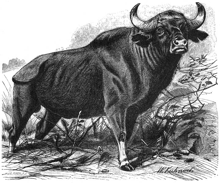 Gaur (Bos gaurus). 1/21 v. d. ware grootte.