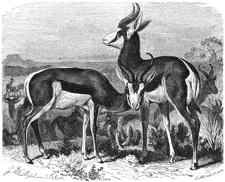 Springbok (Antilope euchore), 1/14 v. d. ware grootte.